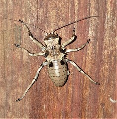 Enyaliopsis