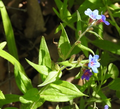 Aegonychon purpurocaeruleum