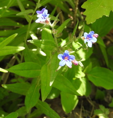 Aegonychon purpurocaeruleum