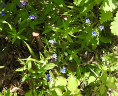 Aegonychon purpurocaeruleum