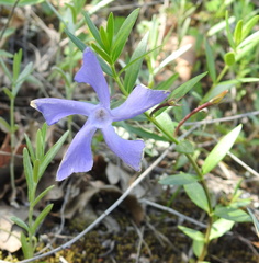 Vinca herbacea