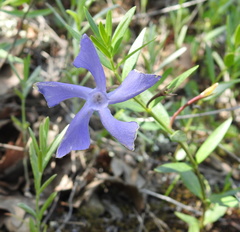 Vinca herbacea