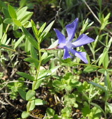 Vinca herbacea