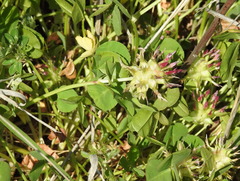 Trifolium spumosum