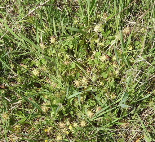 Image of Mediterranean Clover (Trifolium spumosum) by (c) Konstantin Grebennikov, some rights reserved (CC BY)