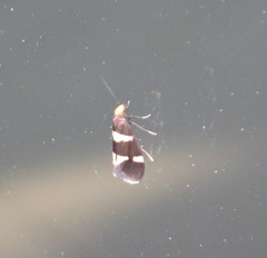 Lampronia capitella