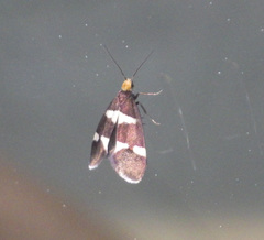Lampronia capitella