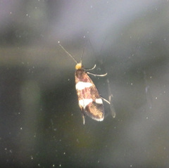 Lampronia capitella
