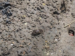Metopograpsus thukuhar