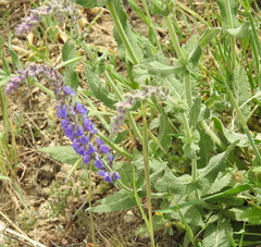 Salvia nemorosa pseudosylvestris