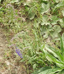Salvia nemorosa pseudosylvestris