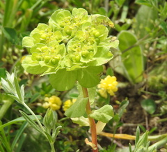 Euphorbia helioscopia