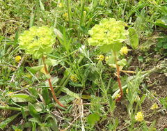 Euphorbia helioscopia