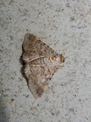 Polydesma boarmoides