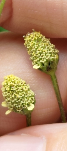 Acmella brachyglossa iNat (1)