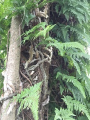 Davallia griffithiana