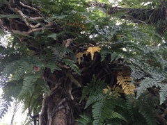 Davallia griffithiana