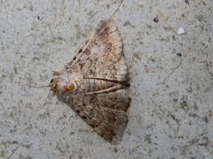 Polydesma boarmoides