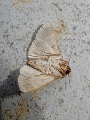 Polydesma boarmoides