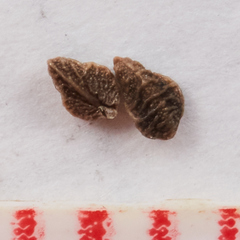 Plagiobothrys bracteatus