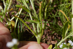 Plagiobothrys bracteatus