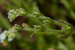 Plagiobothrys bracteatus