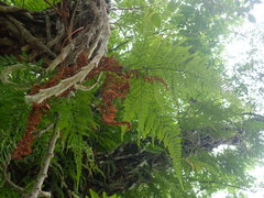 Davallia griffithiana