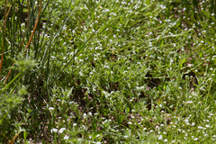 Plagiobothrys bracteatus