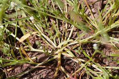 Plagiobothrys bracteatus