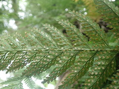 Davallia griffithiana