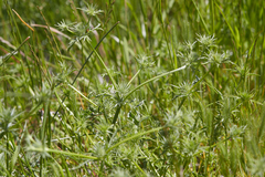 Eryngium castrense