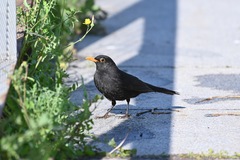 Turdus merula