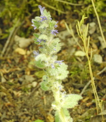 Ajuga orientalis
