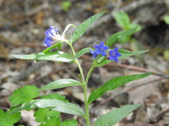 Aegonychon purpurocaeruleum