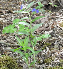 Aegonychon purpurocaeruleum