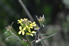 Erysimum canescens