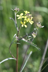 Erysimum canescens