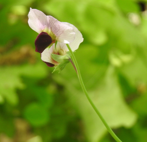 Lathyrus oleraceus