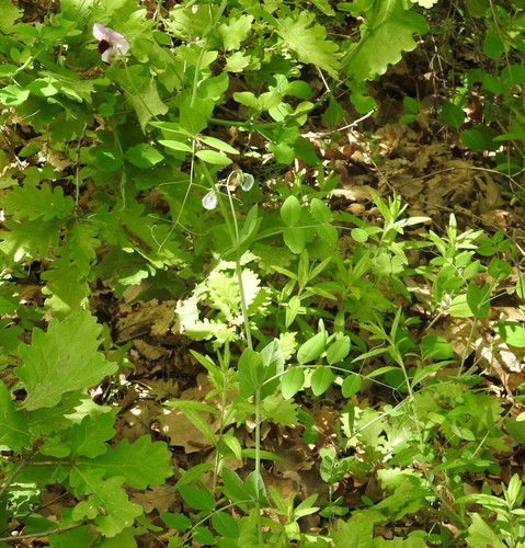 Lathyrus oleraceus