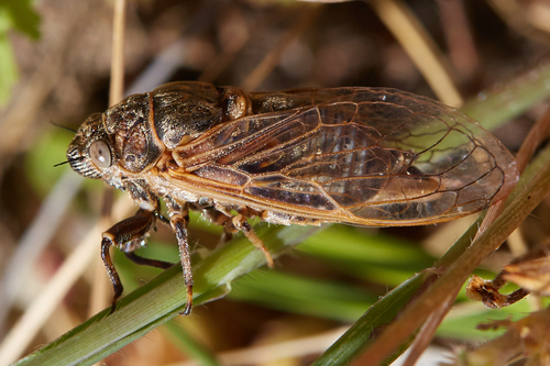 Tibicinoides minuta