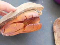 Swietenia macrophylla