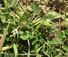 Medicago orbicularis