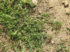 Medicago orbicularis