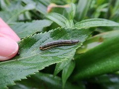 Phymatoceropsis fulvocincta