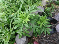 Phymatoceropsis fulvocincta