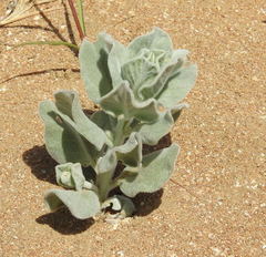 Convolvulus persicus