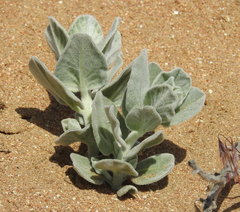 Convolvulus persicus