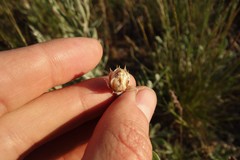 Psephellus marschallianus