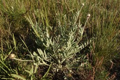 Psephellus marschallianus