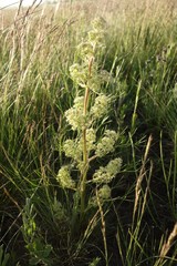 Trinia multicaulis